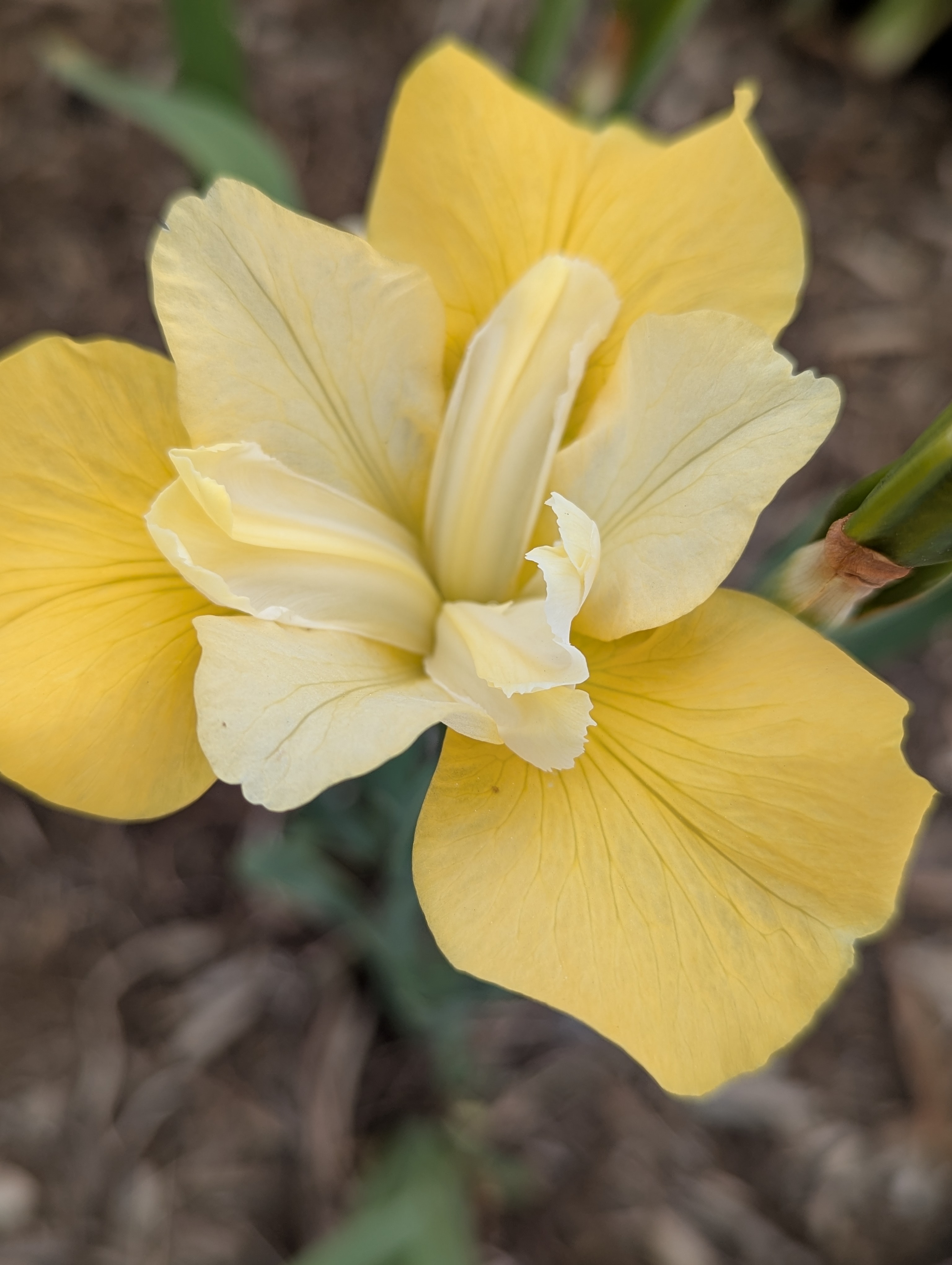 Garden, Flowers, Morrison, Colorado